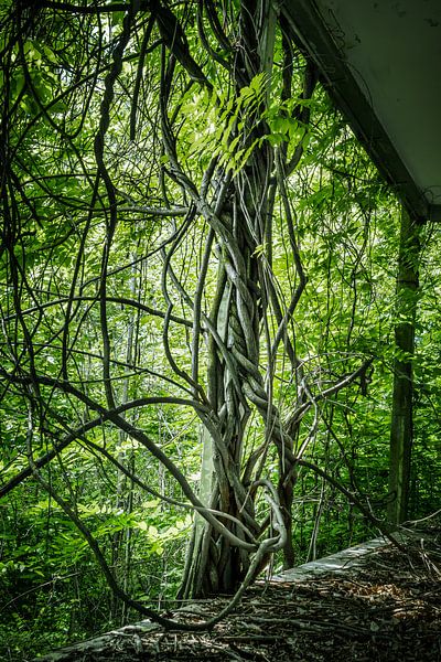 Tanz der Ranken – Naturkunst im Lost Place von InfiniteArtLabs