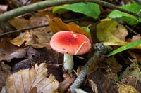 Rood zonder witte stippen