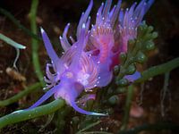 A purple Flabellina affinis nudibranch, Corfu, Greece