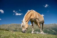 Regard sur la peinture d'un cheval au pâturage