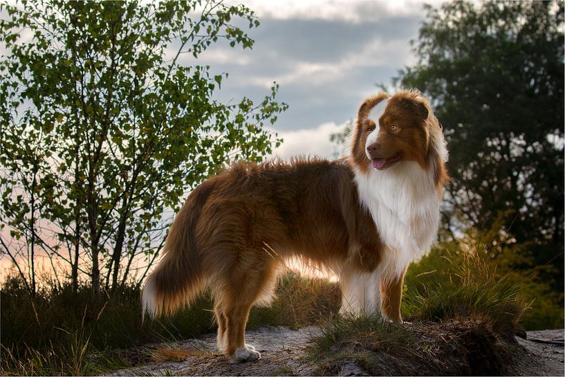 Australischer Schäferhund von peter reinders