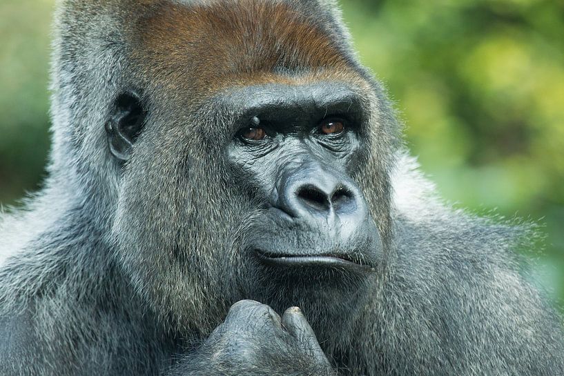 Gorilla par Ulrich Brodde