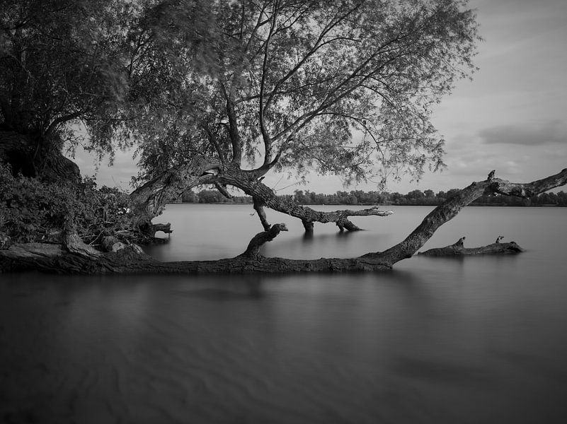 Serene biesbosch landscape in black and white by Frame the Ordinairy