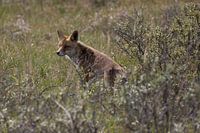 Vos in de Amsterdamse Waterleidingduinen.