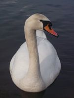 Weißer Schwan