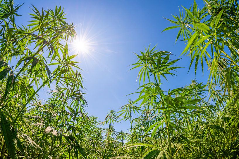 Cannabis von Günter Albers