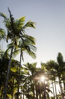 Palmiers avec soleil - Byron Bay, Australie