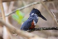 Vrouwelijke Afrikaanse reuzenijsvogel