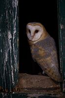 Geist der Finsternis