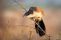 Burchell's Coucal