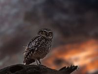 Steinkauz mit herannahendem Gewitterhimmel