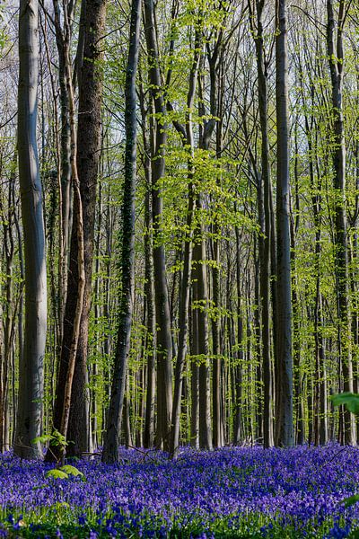 A sea of beautiful blossoming wood hyacinths in the Hallerbos bring a magical atmosphere by Kim Willems