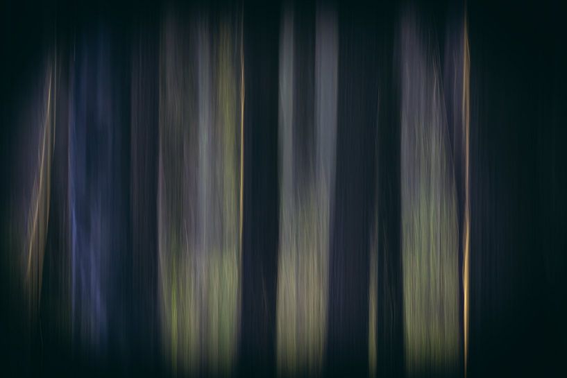 Forest photography by natascha verbij