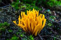 Klebriger Korallenpilz