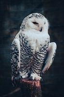 Die stille Wache im weißen Gefieder