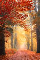 Autumn forest path with light rays