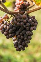 Grappe de raisin bleu à Aldeneik (B)