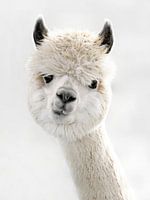 Peeky Alpaca