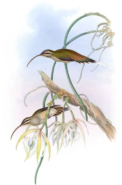Ermite mexicaine, John Gould par Hummingbirds