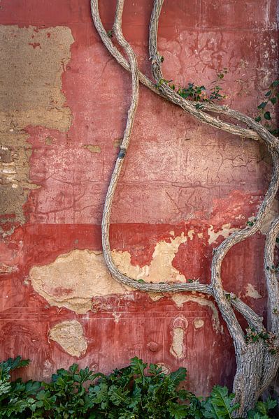 Mur dégradé avec plante grimpante par Alexander Baumann