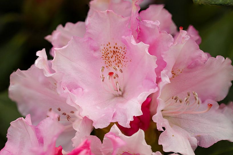 Rhododendronblüte von Erich Werner