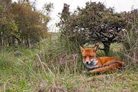 Fuchs unter einem Baum