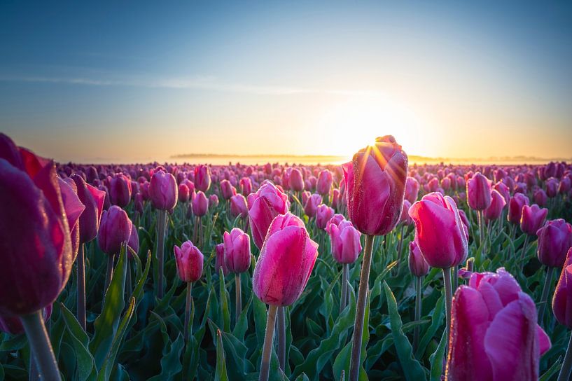 Tulipes néerlandaises par Alvin Aarnoutse