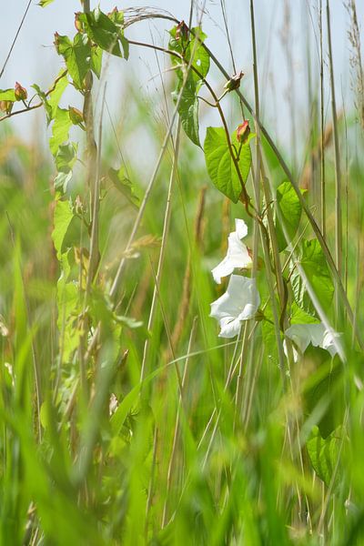 Weiße Blumen im Grünzeug von Gerard de Zwaan