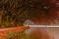 Curved trees in autumn colors