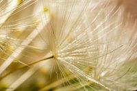 Florets in the sun 7