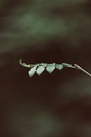 Lonely branch in the green