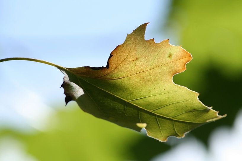 Ende des Sommers (1) von Carla Mesken-Dijkhoff