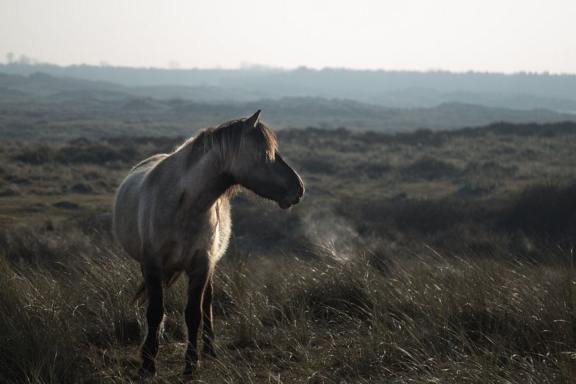Wild horse by Jitske Cuperus-Walstra