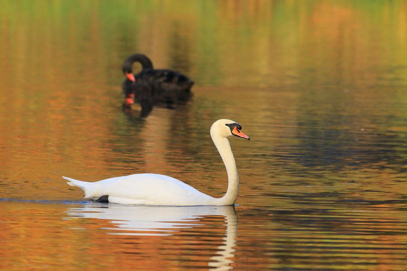 Black and white swan by Bobsphotography