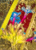 fleur gelée dans des couleurs chaudes