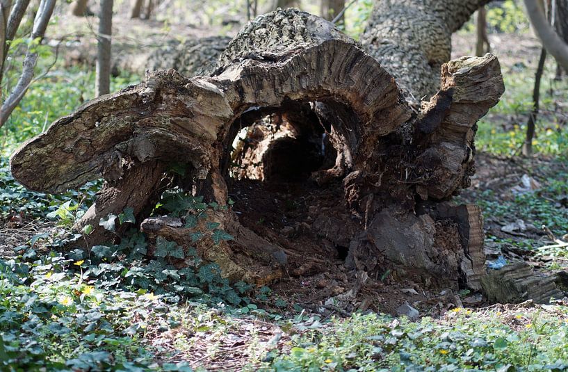 toter Baumstamm von Babetts Bildergalerie