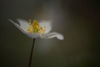 Mysterious wood anemone