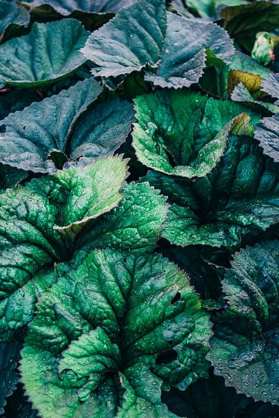 Dark Green Leaves by Patrycja Polechonska