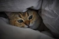 Kitten under sheet