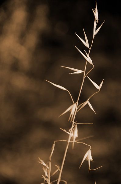 Sécheresse estivale par Ellinor Creation