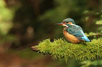 Boule de martin-pêcheur