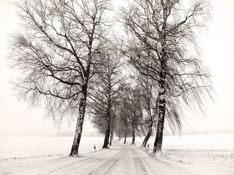 Winter road by Lena Weisbek