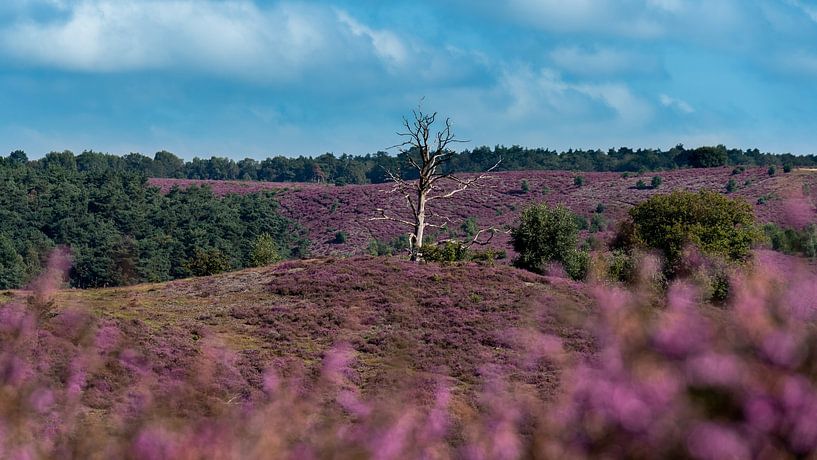 Bruyère violette de jour en été par Jack Pruijn