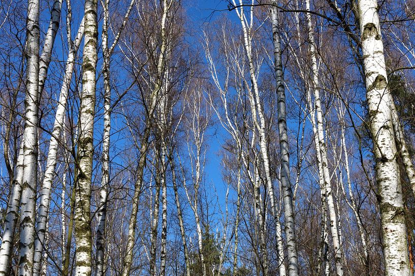 Birken von Thomas Jäger