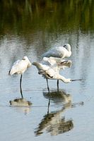 Spoonbills in the Molsbroek