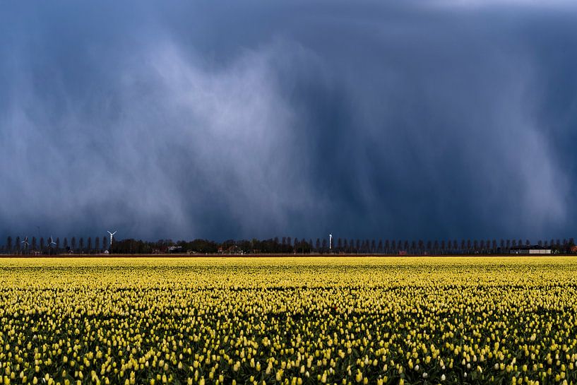 Hageldusche Tulpenfeld von Rick Kloekke