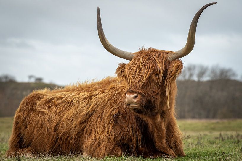 Un highlander écossais dans une réserve naturelle par Dirk van Egmond