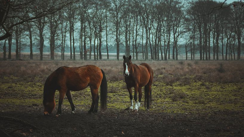 Chevaux sauvages par AciPhotography