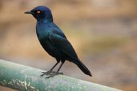 Blue bird - South Africa
