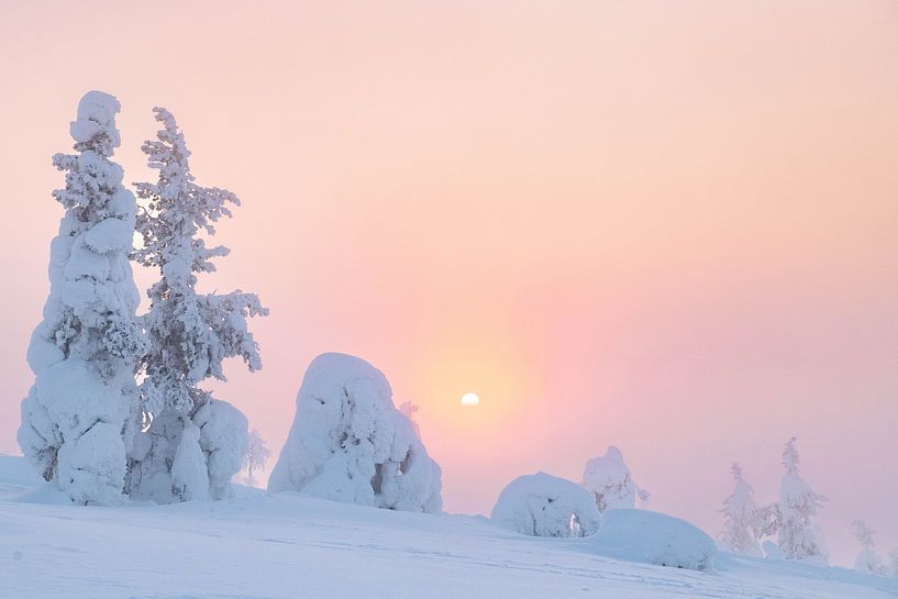 Arbres enneigés avec le soleil | photographie de voyage | Laponie Finlande par Kimberley Jekel